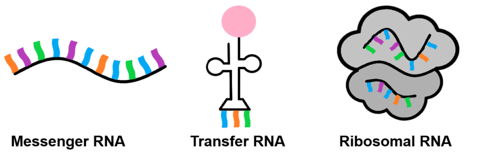 RNA in Hindi